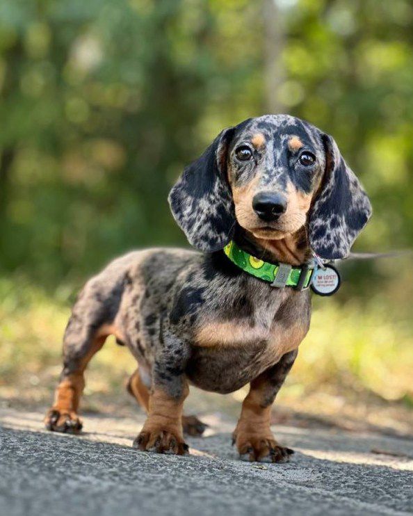 10 weeks old Dachshund Puppies