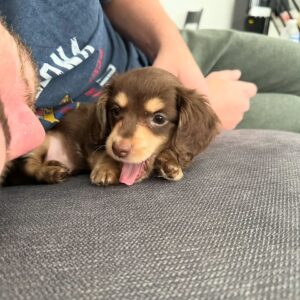 Mini dachshund puppies to buy in Florida