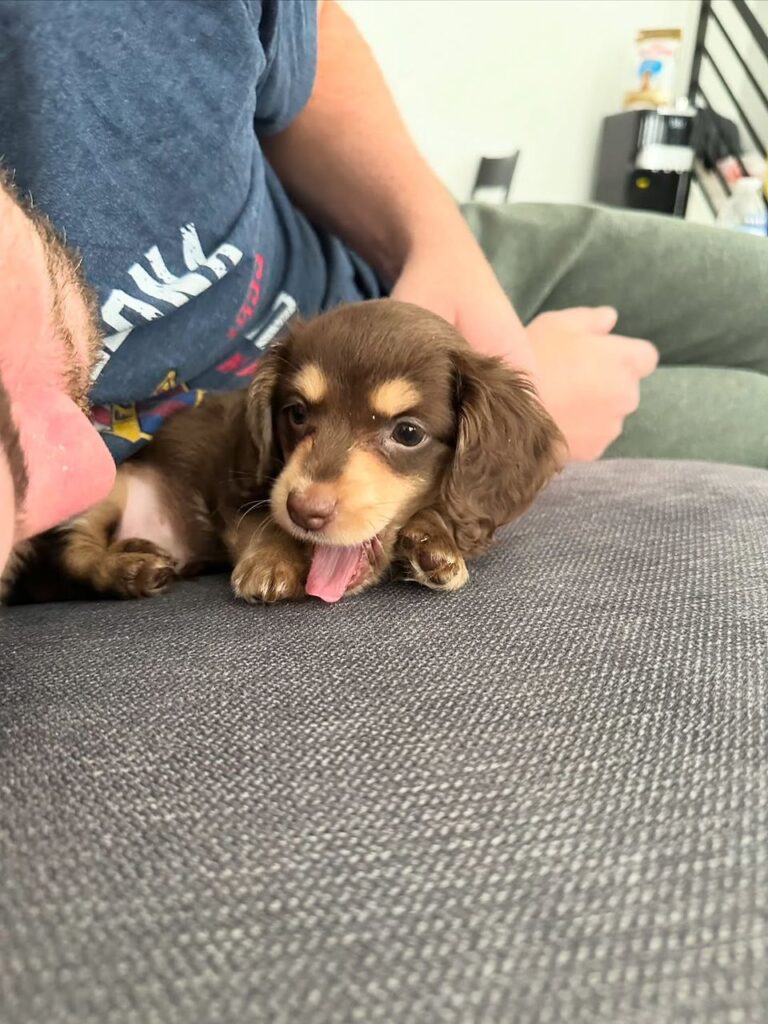 Dachshund puppies for sale in the USA