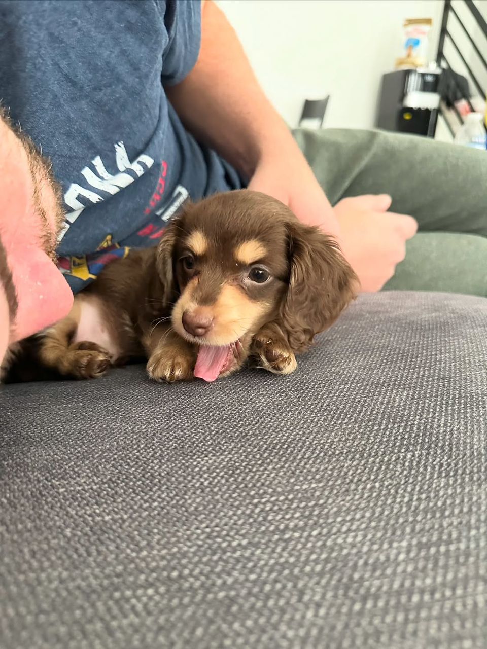 10 weeks old Dachshund Puppies