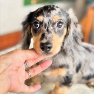 Dachshund puppies for sale near me