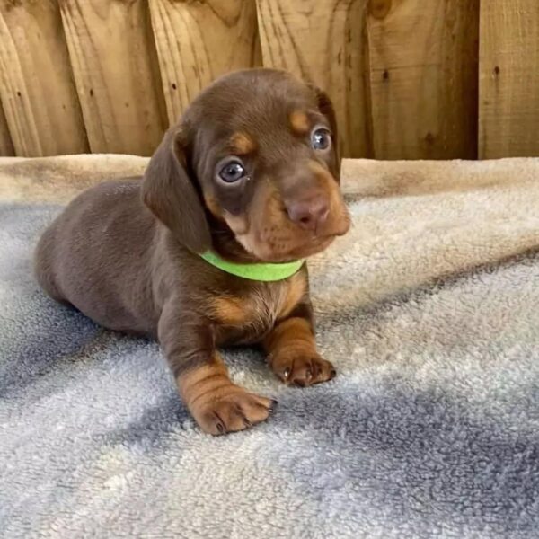 miniature dachshund puppies for sale in Texas